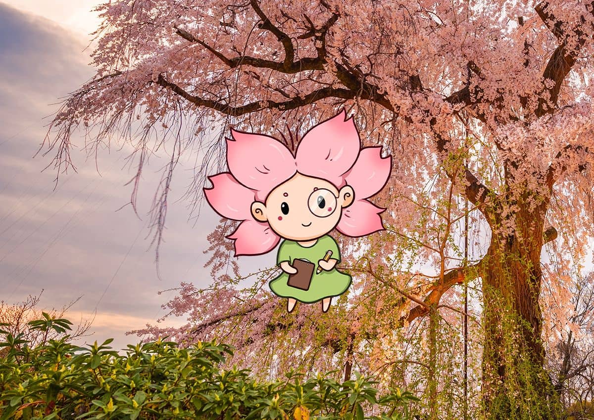 Mono-chan foran et blomstrende kirsebærtre