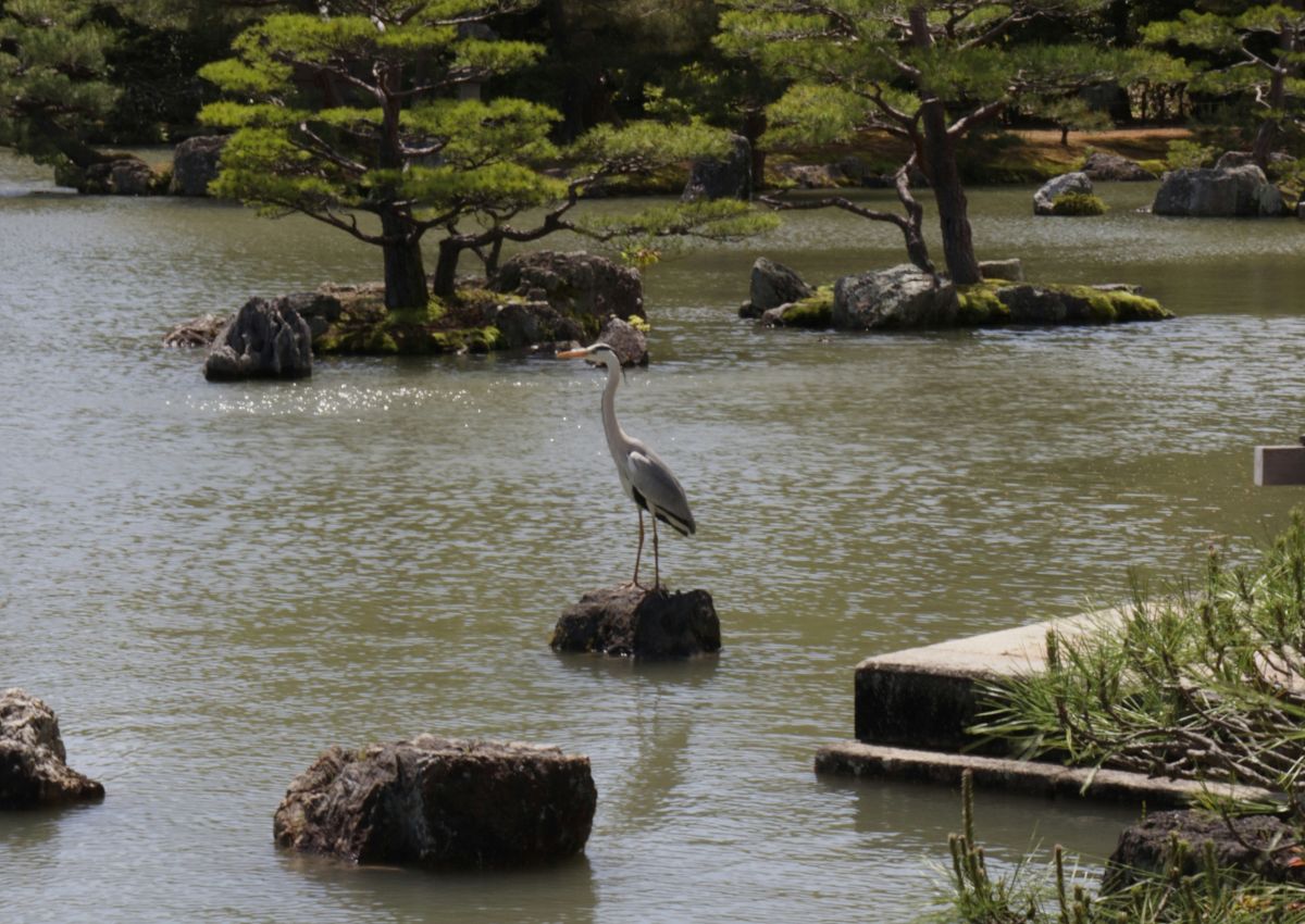 Kinkakuji-tempelet, Kyoto, Japan