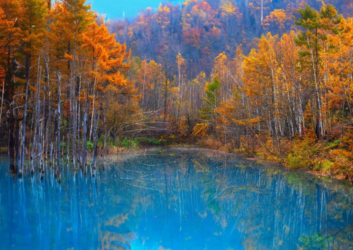Gule høstblader i Hokkaido
