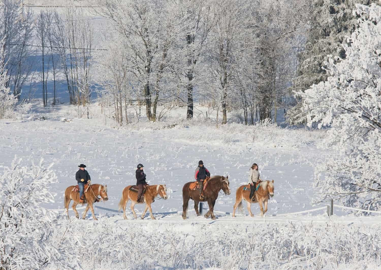 Hesteridning i snøen
