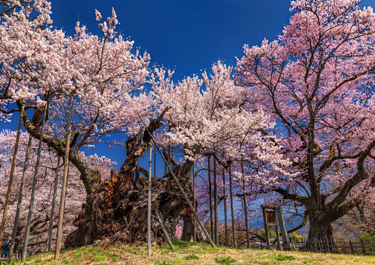Jindai Zakura i Yamanashi