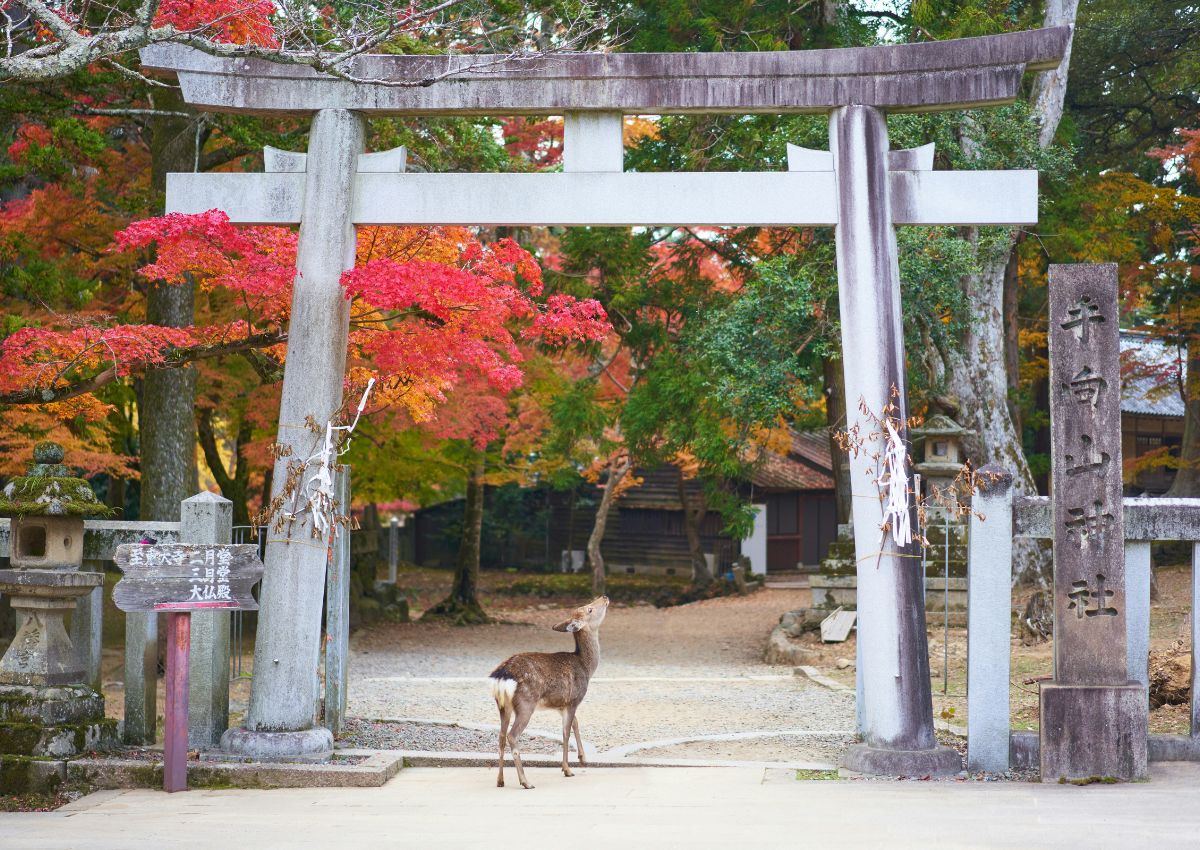 Dådyr i Nara Park, Nara, Japan