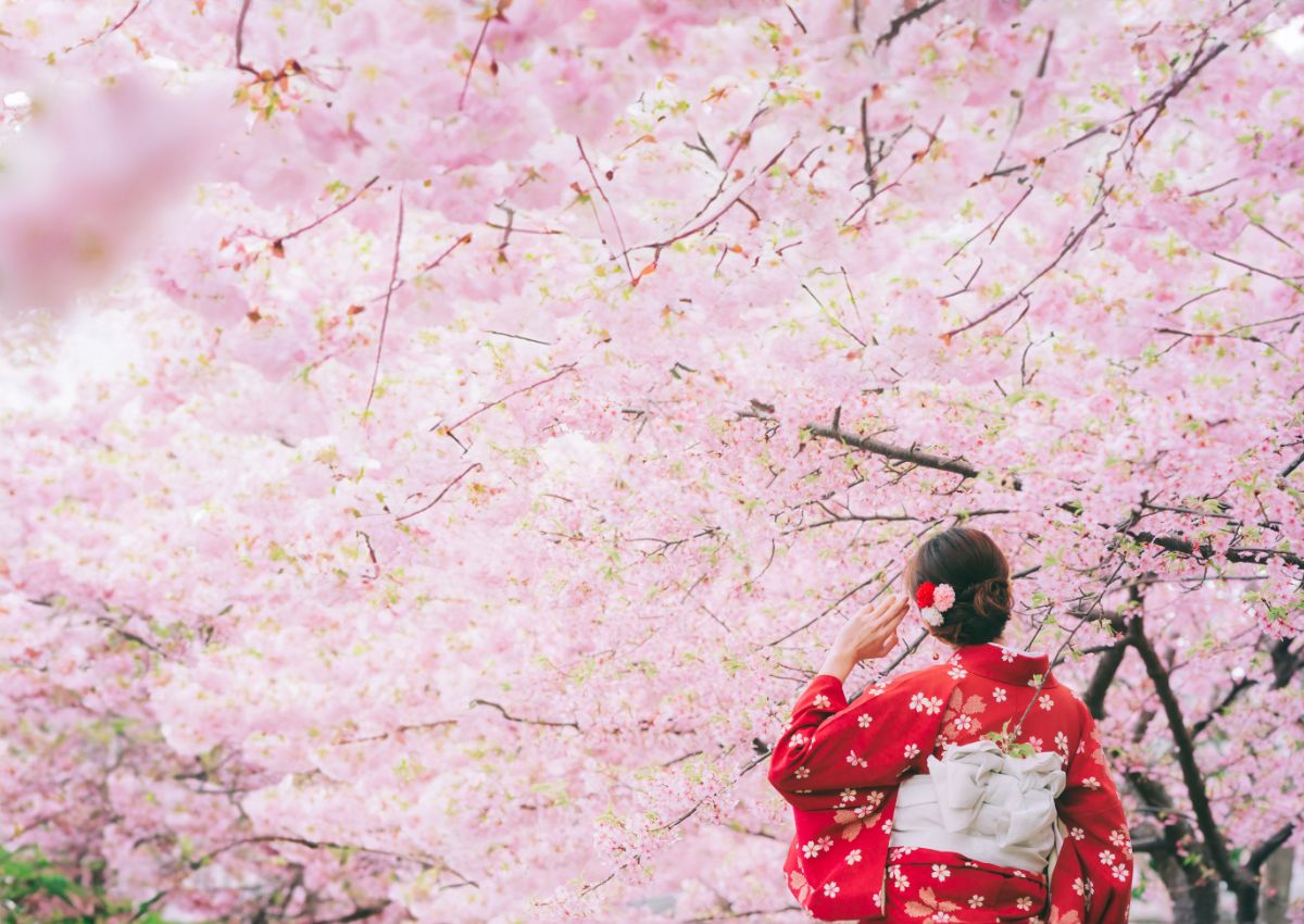 Kvinne i kimono blant kirsebærblomster (sakura) i Japan