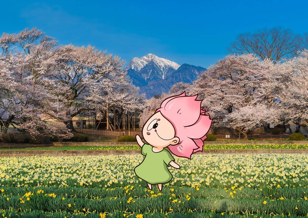 Mono-chan ved Jindai Zakura i Yamanashi