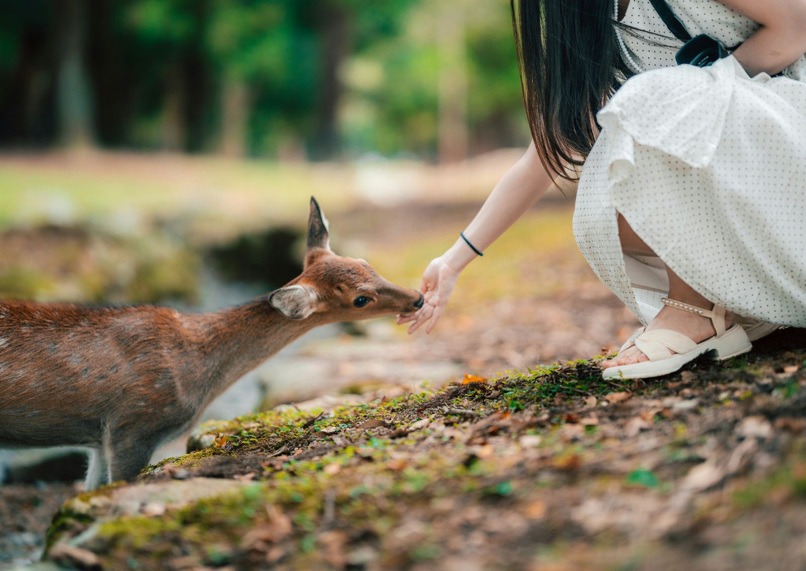 Dådyr i Nara, Japan