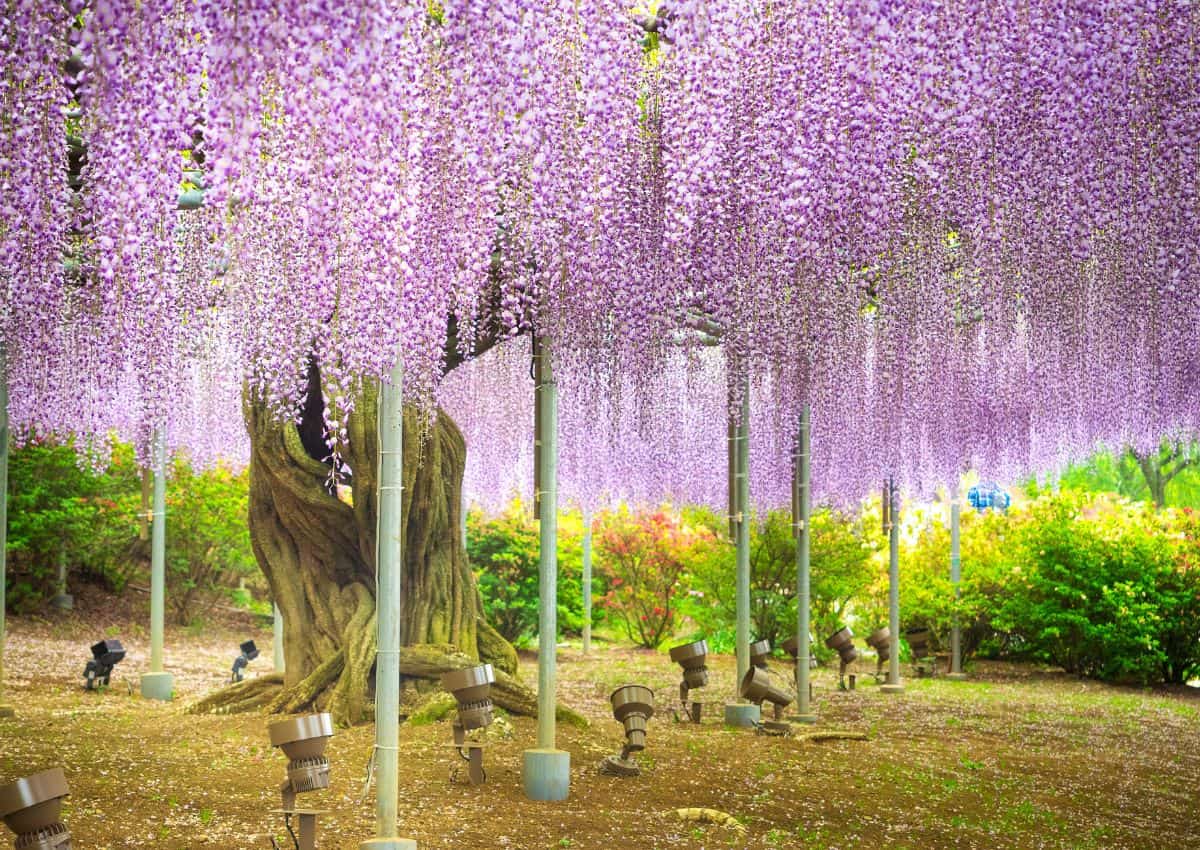 Blomster i Ashikaga Flower Park, Tochigi, Japan