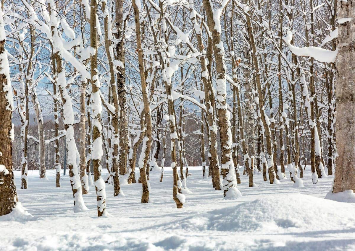 Snødekt japansk skog på Hokkaido