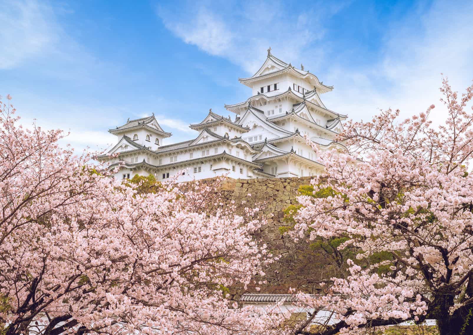 Himeji castle og kirsebærblomster, Japan