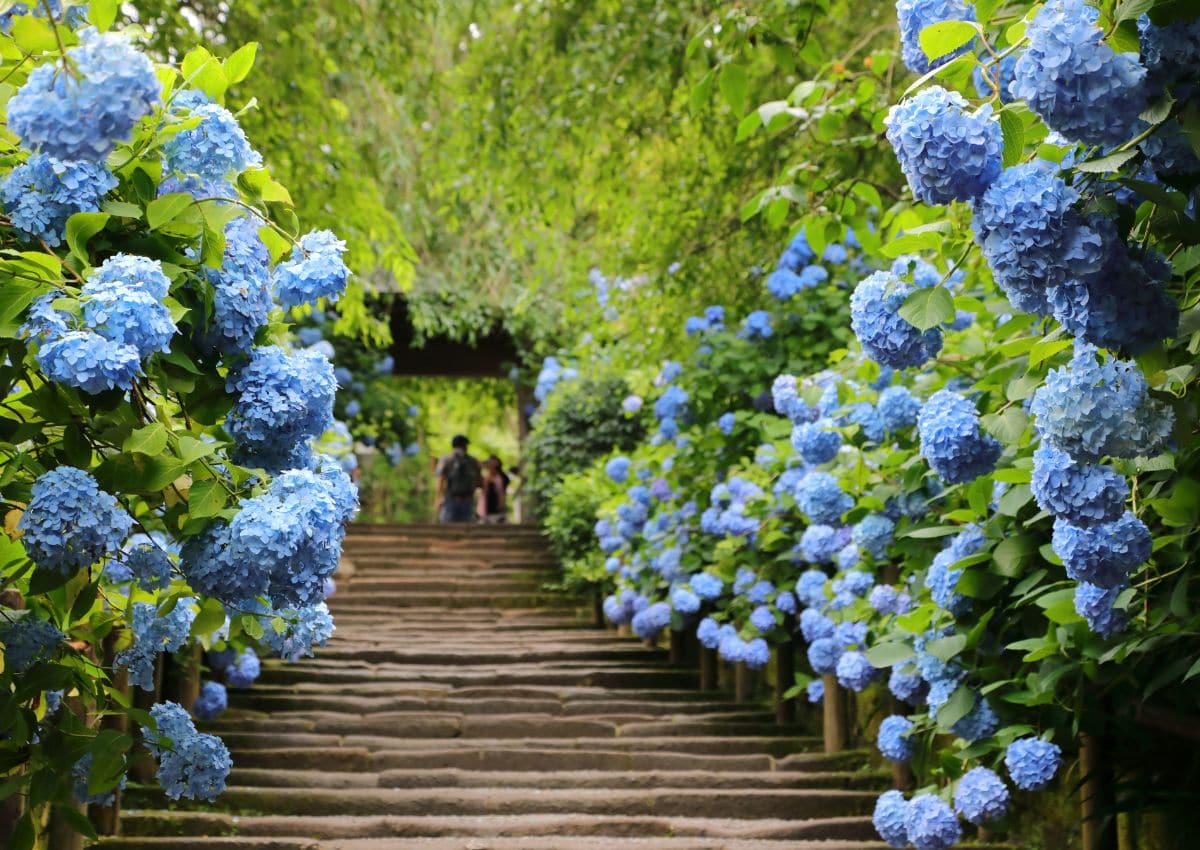 Hortensia i regnet ved Meigetsuin-tempelet, Kamakura, Japan