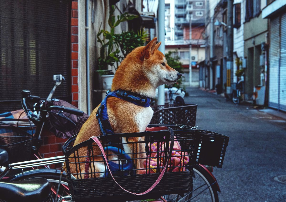 Hund i en sykkelkurv i Tokyo, Japan