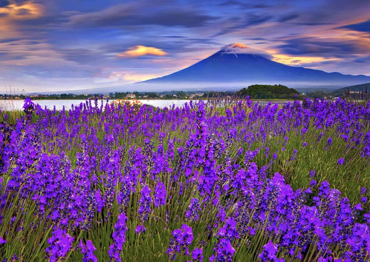 Lavendel med Fuji-fjellet i bakgrunnen, Lake Kawaguchi, Japan