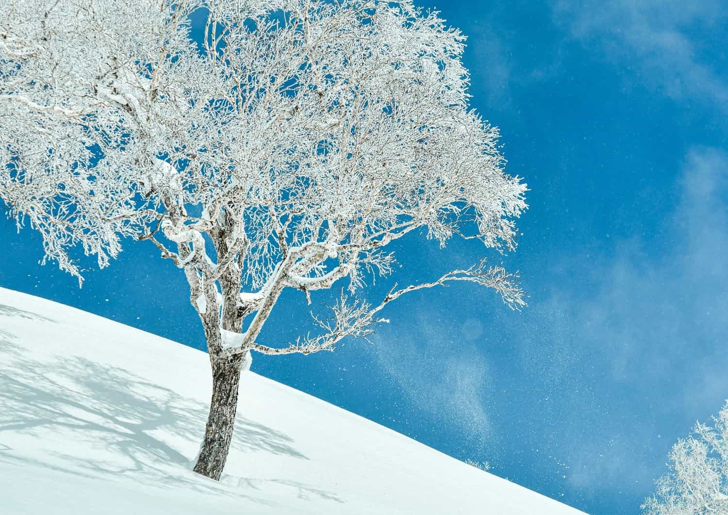 Puddersnø i fjellene ved Niseko, Hokkaido, Japan