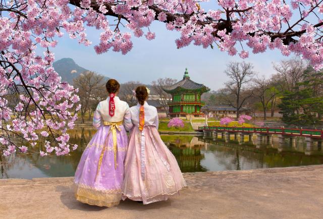 To kvinner i hanbok nyter sakuraens skjønnhet, Korea