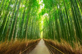 Bambusskog i Arashiyama, Kyoto