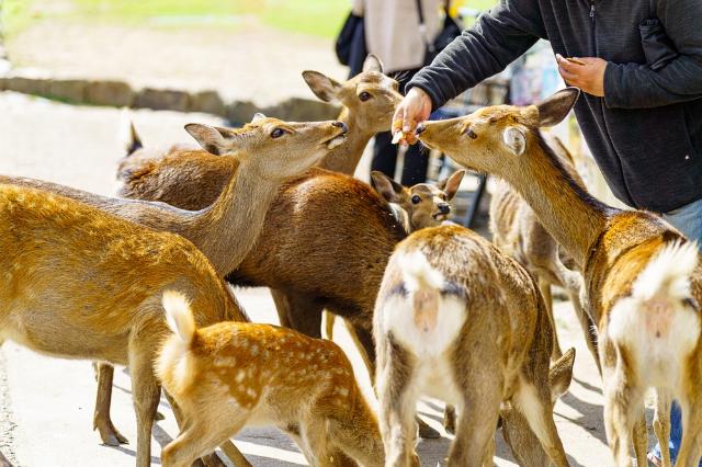 Sikahjort i Nara Park