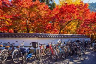 Sykler i Kyoto