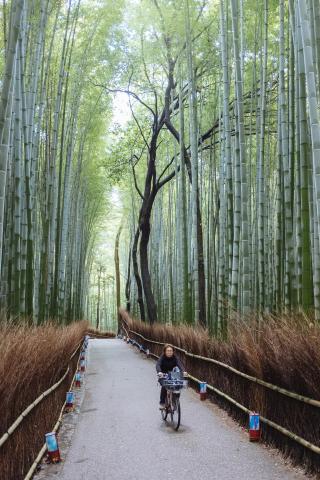 Arashiyama bambusskog