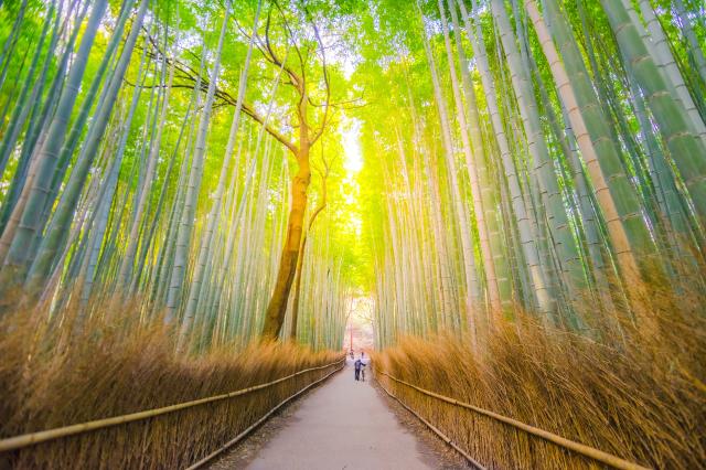 Arashiyama bambusskog