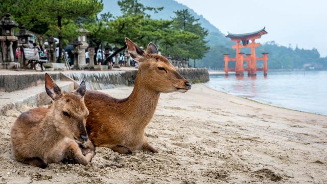 TTo hjorter sitter på kysten av Miyajima