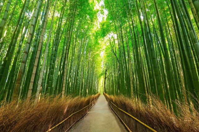 Arashiyama 