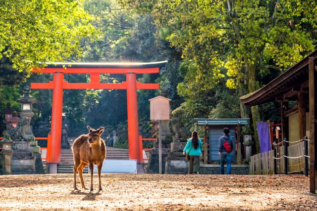Nara Park