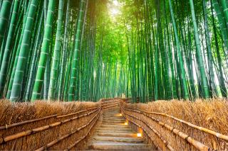 Bambusskog, Arashiyama