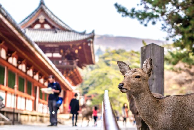 Hjort ved Kasuga Taisha-helligdommen, Nara