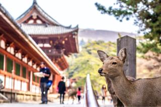 Hjort ved Kasuga Taisha-helligdommen, Nara