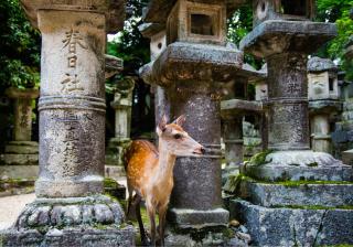 Hjort i Nara Park, Nara