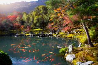 Tenryu-ji tempel, Arashiyama