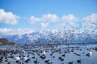 Inawashiro-sjøen, Sendai