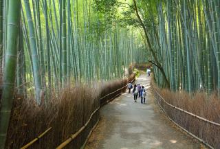 Arashiyama bambusskog, Kyoto