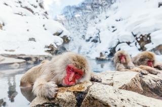 Jigokudani apepark