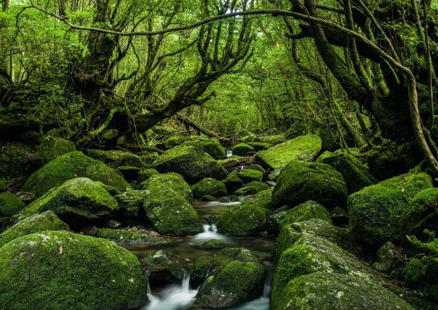 Skogene i Yakushima