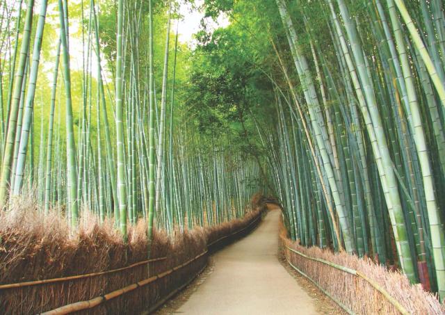 Arashiyama, Kyotos bambusskog
