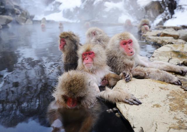 Snøaper bader i varme kilder i Jigokudani Park