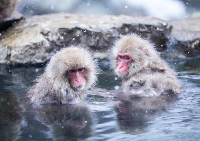 Snøaper som bader i varme kilder i Jigokudani Park, Shibu Onsen