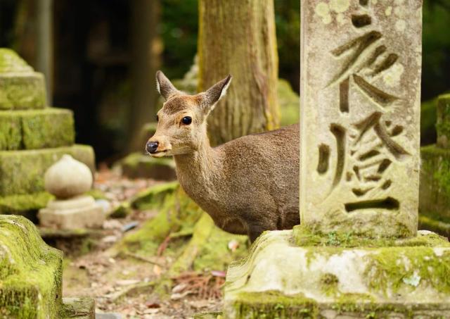 Sikahjort ved Kasugataisha-helligdommen i Nara