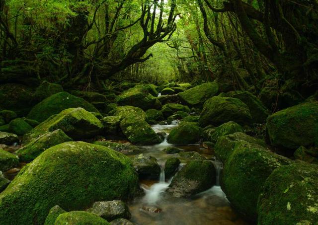 Yakushima-skogen