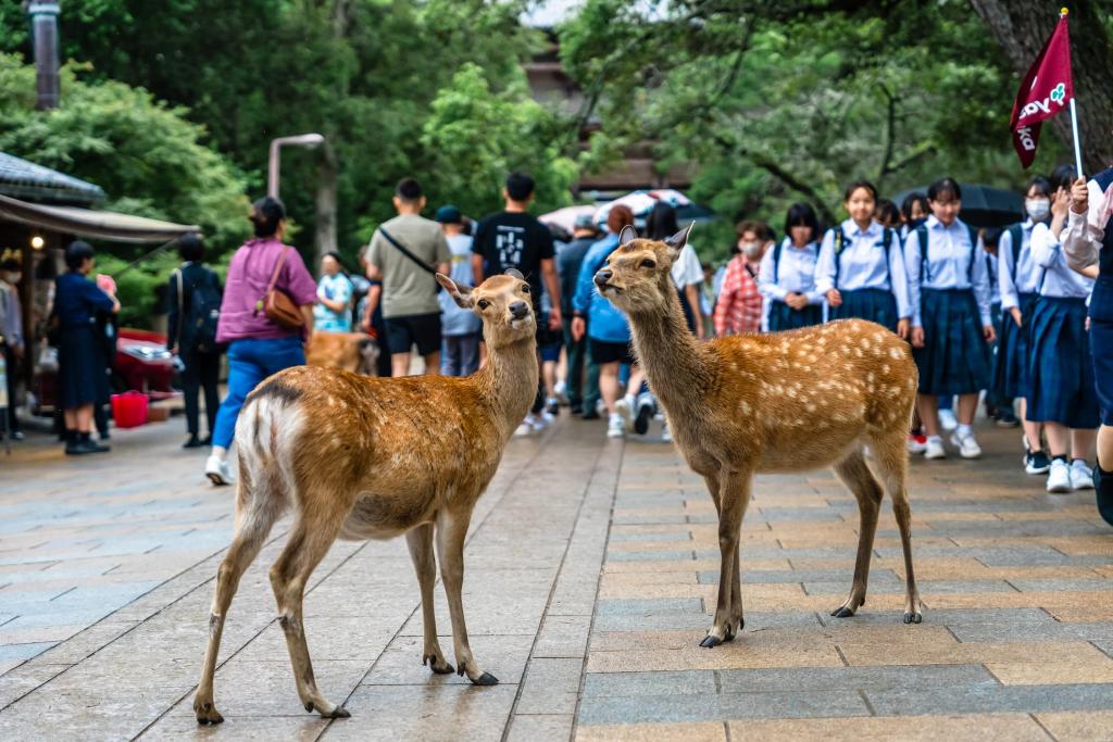 Sikahjort i Nara Park i Japan