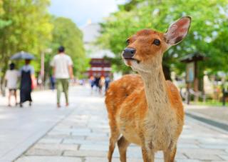 Hjortene i Nara Park