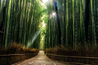 Arashiyama bambuslund, Kyoto