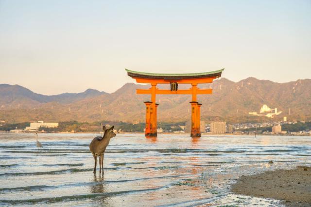 Flytende torii med hjort, øya Miyajima