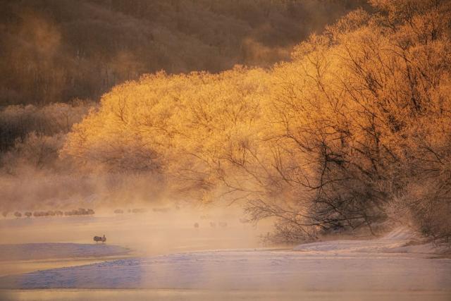 Vinterlig morgenscene i Hokkaido