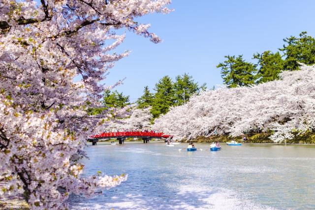 Kirsebærblomstrende blomster ved Hirosaki Castle, Aomori