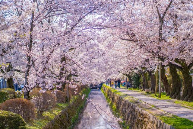 Filosofenes sti om våren, Kyoto