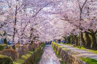 Filosofenes sti om våren, Kyoto