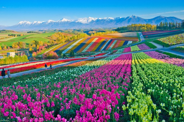 Bølgende blomsteråser i Furano, Hokkaido