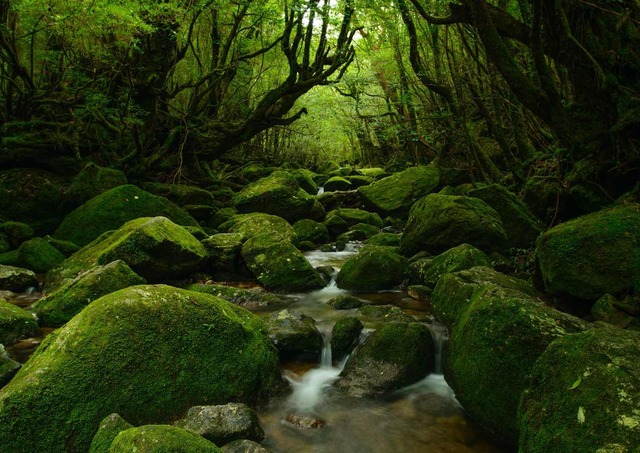 Yakushima-skogen
