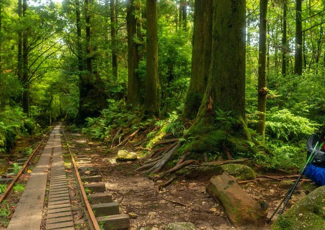 Yakushima-skogen